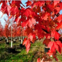 美國改良紅楓（夕陽紅楓） 野生紅楓 紅楓能長多高 紅楓大樹 紅楓