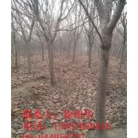 2014山東櫻花報價|櫻花苗木直銷