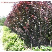 紅葉碧桃、綠葉碧桃、榆葉梅、美人梅、紫葉李、紫葉矮櫻、西府海