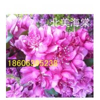 凱爾斯北美海棠，蘋果苗，桃苗