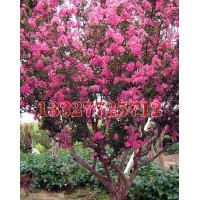 烏桕苗木價格，烏桕價格