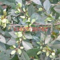 白玉蘭苗木價格，白玉蘭價格