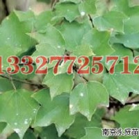 構(gòu)樹(shù)苗木價(jià)格，構(gòu)樹(shù)價(jià)格