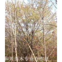 供應(yīng)胸徑8-14cm臭李子，臭李子最新報(bào)價(jià)，桓仁和興苗木專業(yè)種植基