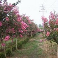 杜仲價(jià)格，烏桕價(jià)格，法桐價(jià)格