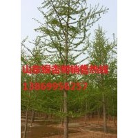 18公分銀杏樹價格|種植18公分銀杏樹