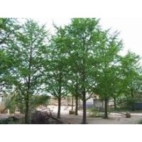 低價(jià)供應(yīng)15-25公分銀杏樹(shù)