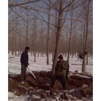 銀杏苗木 基地直銷