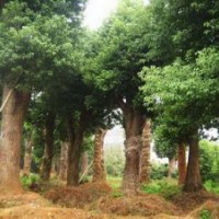 湖南香樟樹苗木價(jià)格香樟價(jià)格移植苗木價(jià)格