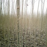 速生楊供應(yīng)