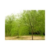 大量供應(yīng)垂柳，垂槐，金絲垂柳，曲柳直生柳