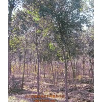 供應(yīng)7.8公分高桿女貞