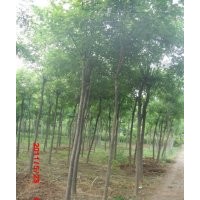 國槐山西國槐山東國槐國槐價格