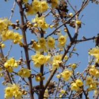 木芙蓉、臘梅、紅梅、綠梅、竹柏、雪松、海棗