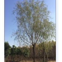 出售旱柳、垂柳