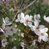 出售紫葉李接穗