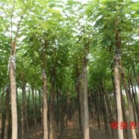 大量供應(yīng)嫁接香花槐