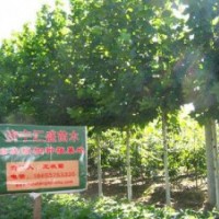 處理河北法桐樹5公分速生法桐價(jià)格