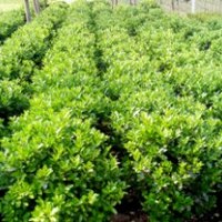 河南檜柏價格，雪松價格，紫荊價格，木槿價格，紅花繼木價格，金