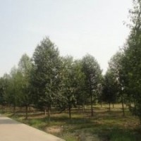 最新浙江樂昌含笑價格咨詢，移栽金華樂昌含笑價格供應商