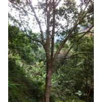 供應各種規(guī)格的仁面樹,仁面子,仁面苗,山貨仁面,藏生貨!