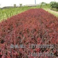 垂柳價格，河北垂柳苗木基地