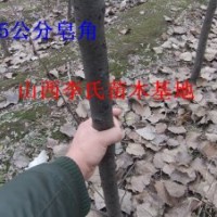 供2-4公分香花槐 刺槐皂角 占地廣