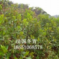 十大功勞、杜鵑、八角金盤、法國冬青、龜甲冬青、衛(wèi)矛