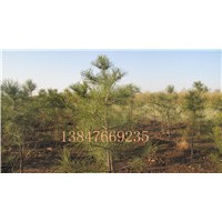 供應(yīng)占地用油松苗，檸條苗 檉柳苗等