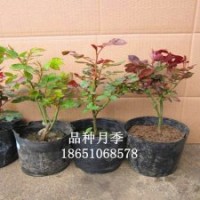 品種月季、樹樁月季、豐花月季、紅帽月季、曼海姆月季