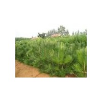 供應(yīng)油松 山西各種規(guī)格油松 白皮松