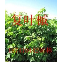 復(fù)葉槭