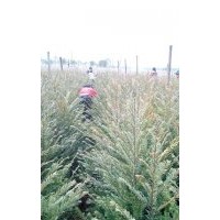 超低價處理南方紅豆杉兩年苗