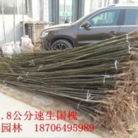 子墨景觀園林專供：白蠟、國槐、榆樹、垂柳等喬木