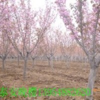 看櫻花|賞櫻花|泰安櫻花基地