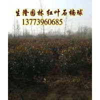 江蘇1-2米紅葉石楠價格信息紅葉石楠扦插苗價格