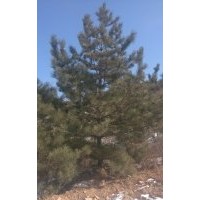 專供山苗油松2-8米