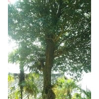 底價(jià)直經(jīng)60公分大桂花、大銀杏、野生大香樟、大紫薇