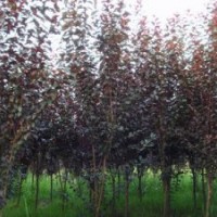 紅葉李 紫葉李銷售 提供最新價(jià)格行情