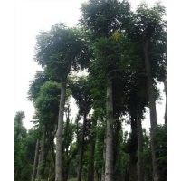 供應(yīng)移植香樟樹(shù)湖南香樟樹(shù)桂花樹(shù)欒樹(shù)價(jià)格