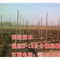 供應(yīng)山東濟(jì)寧11公分4.5米裸根定桿法桐價(jià)格