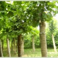 常年供應(yīng)法桐、白蠟、國槐