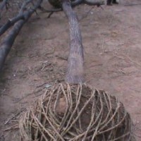 16公分國(guó)槐價(jià)格18公分國(guó)槐多少錢(qián)20公分國(guó)槐價(jià)格