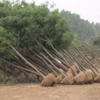 黃河流域國(guó)槐價(jià)格及走勢(shì)分析，最新國(guó)槐價(jià)格