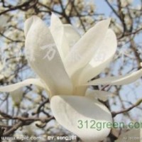 供應廣玉蘭、（紫、黃、白）玉蘭