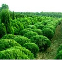 供應(yīng)紅葉石楠小苗、冬青小苗、龍柏小苗