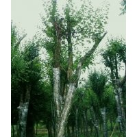 出售 三角楓 五角楓 銀杏 紫薇 木瓜 青銅