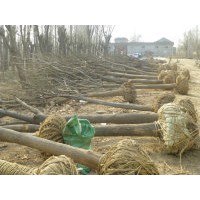 供應(yīng)各種規(guī)格國槐、法桐、合歡、白蠟