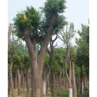 18,19,20公分國(guó)槐價(jià)格