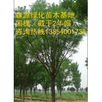 山西國槐價格-8公分國槐10公分國槐12公分國槐15公分國槐